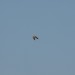 mini-IMG_4068