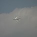loau_058