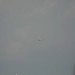loau_109