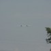 loau_147