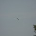 loau_154