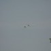 loau_155