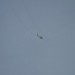 loau_186