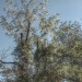 mini-Baum-neu2
