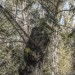mini-Baum-neu