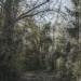 mini-Waldweg