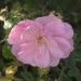 mini-rose01