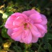 mini-rose02