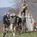 aggstein10_02