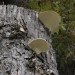 asparn10_179