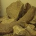 asparn10_200