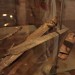 asparn10_203