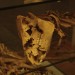 asparn10_227