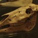 asparn10_230