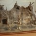 asparn10_254