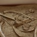 asparn10_258