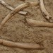 asparn10_260