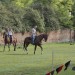 duernkrut_056