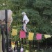 duernkrut_069