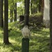 duernkrut_101
