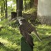 duernkrut_103
