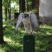 duernkrut_104