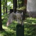 duernkrut_106