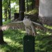 duernkrut_107