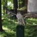 duernkrut_108