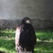 duernkrut_117