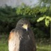 duernkrut_118