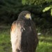 duernkrut_119