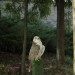 duernkrut_120