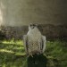 duernkrut_122