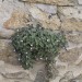 eggenburg_106