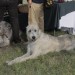 gablitz_095