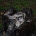 purgstall_036