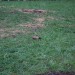 purgstall_148