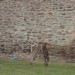 mini-IMG_5427