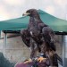 mini-IMG_5887