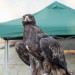 mini-IMG_5888