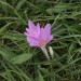 gablitz11_052