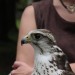 ottenstein_022