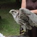 ottenstein_025