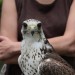 ottenstein_032