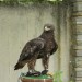 ottenstein_057