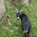ottenstein_076