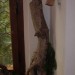 ottenstein_087