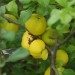 ottenstein_109