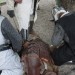 poechlarn11_279